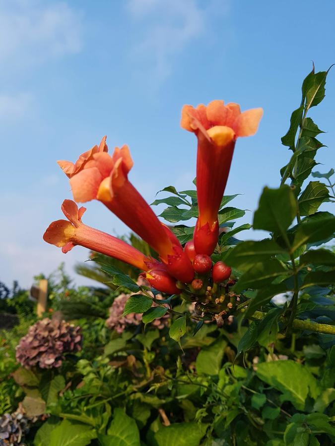Jeju Eco Suites Seogwipo Eksteriør bilde